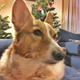 Illustration for article titled This is my dog Ginger. She is a thief.